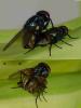 Musca domestica